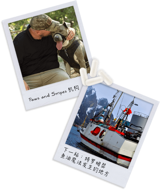 Paws and Stripes and Tromso